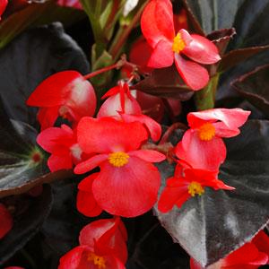 Begonia benariensis <br>BEGONIA WHOPPER RED BRONZE LEAF