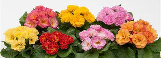 Primula vulgaris, Primula acaulis <br>PRIMROSE DOUBLE MIX