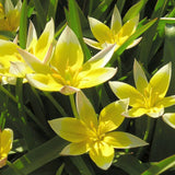 WILD YELLOW TULIP Tulipa tarda
