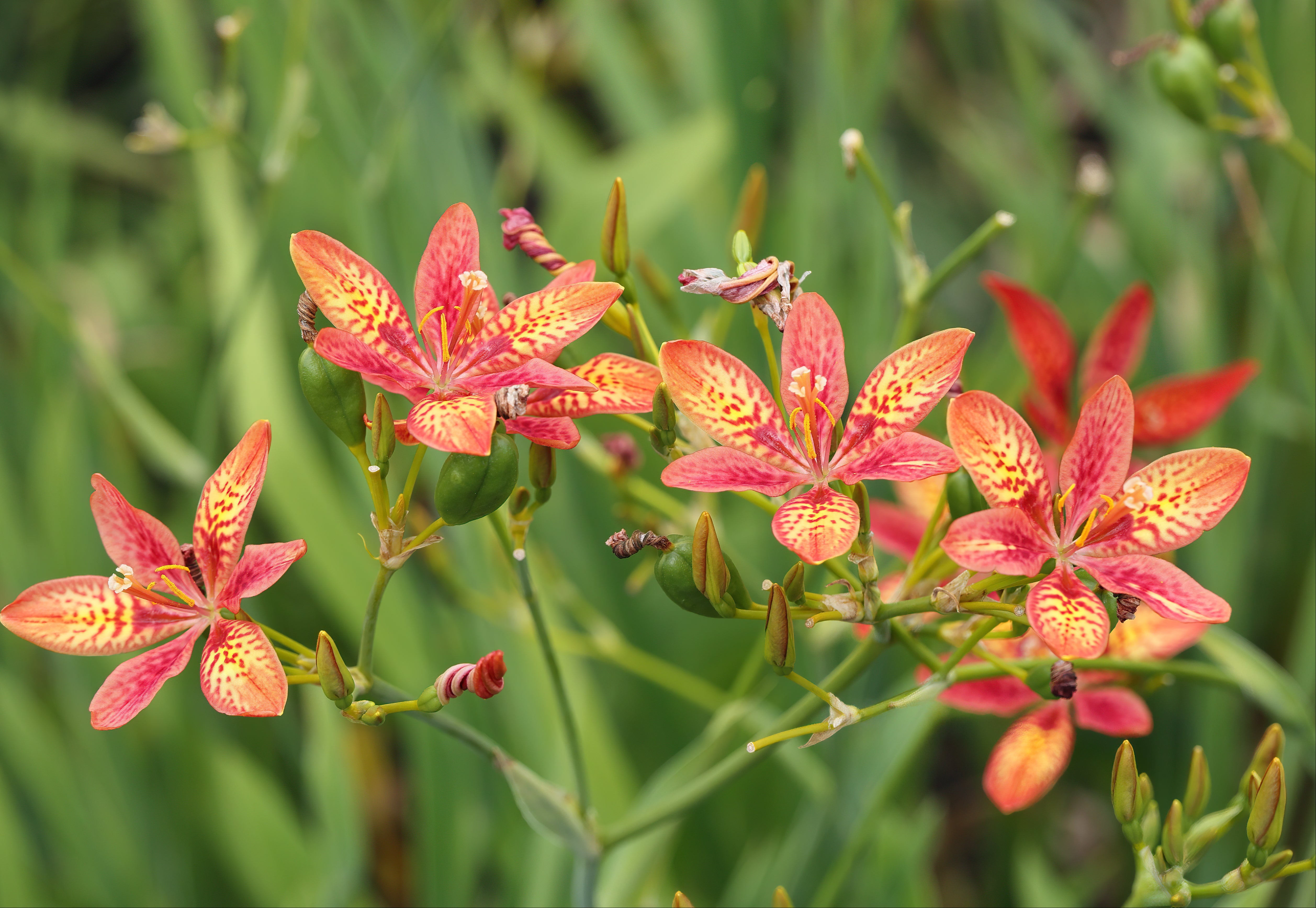 candy lily flower Pardancanda norrisii, Iris CANDY LILY, ORCHID LILY – Ferri Seeds