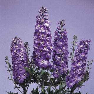 Delphinium <br>DELPHINIUM FOUNTAINS LAVENDER WITH WHITE BEE