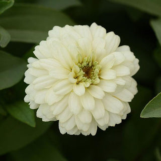 Zinnia elegans <br>ZINNIA ZAHARA DOUBLE WHITE