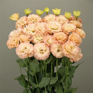 Eustoma grandiflorum <br>LISIANTHUS FANCY APRICOT 2