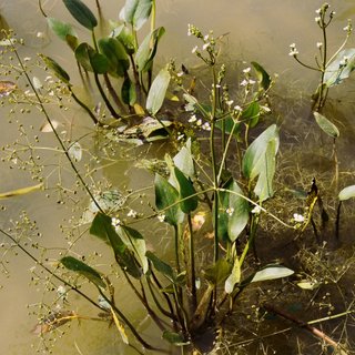 Alisma parviflorum, Alisma subcordatum <br>AMERICAN WATER PLANTAIN