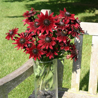 Rudbeckie hirta <br>RUDBECKIA 'CHERRY BRANDY'