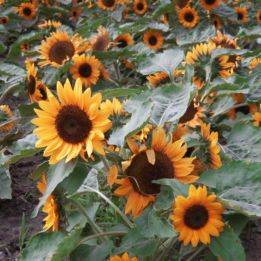 Helianthus annuus DWARF SUNFLOWER 'PACINO COLA' – Ferri Seeds