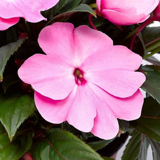 Impatiens hawkeri <br>NEW GUINEA IMPATIENS PINK