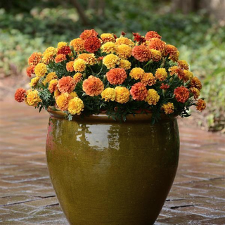Tagetes patula <br>MARIGOLD STRAWBERRY