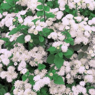 Ageratum mexicanum <br>FLOSS FLOWER WHITE