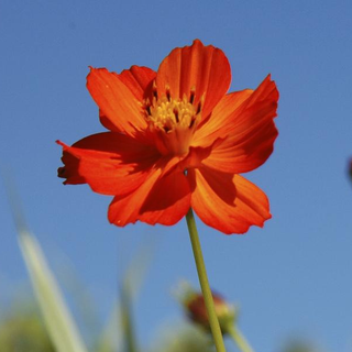 Cosmos sulphureus <br>RED DOUBLE COSMOS
