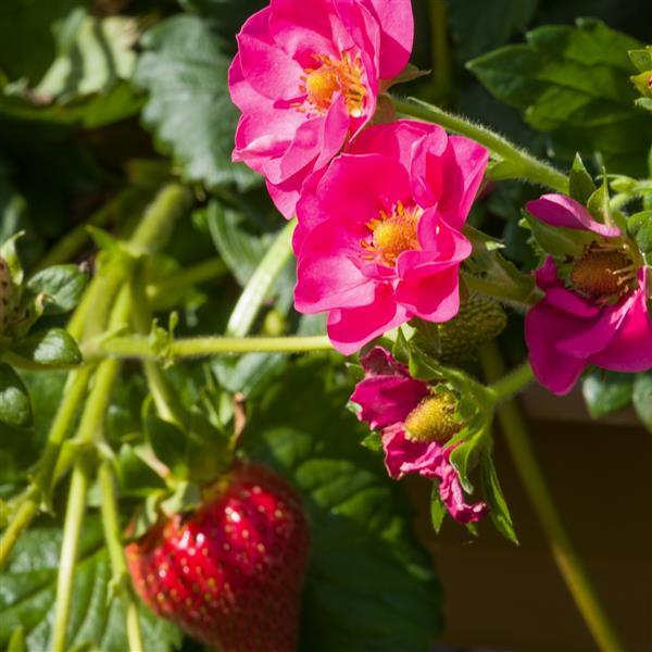 rose strawberry seeds Fragaria ananassa STRAWBERRY DOUBLE 'CHERRY BLOSSOM' – Ferri Seeds