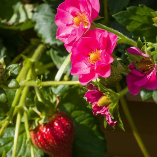 Fragaria ananassa <br>STRAWBERRY DOUBLE 'CHERRY BLOSSOM'