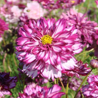 Cosmos bipinnatus <br>DOUBLE VIOLET COSMOS