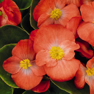 Begonia semperflorens <br>BEGONIA SPRINT ORANGE