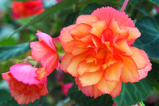 Begonia tuberhybrida <br>BEGONIA ILLUMINATION GOLDEN PICOTEE SUNSET