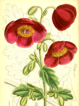 RED HIMALAYAN POPPY TIBETAN, SATIN POPPY <br>Meconopsis napaulensis