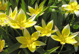 WILD YELLOW TULIP Tulipa tarda