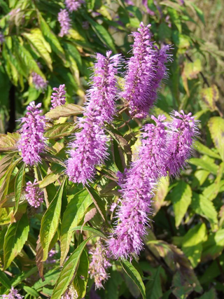 Elsholtzia stauntonii <br>MINT SHRUB