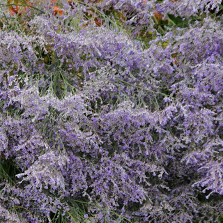 Limonium latifolium <br>SEA LAVENDER