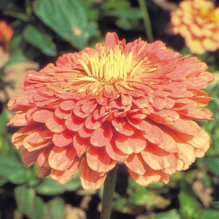 Zinnia elegans <br>ZINNIA GIANT SALMON
