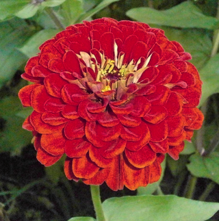Zinnia elegans <br>GIANT RED ZINNIA 'SCARLET FLAME'