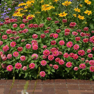 Zinnia elegans <br>ZINNIA RASPBERRY RIPPLE