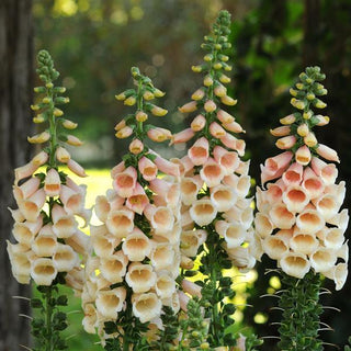 Digitalis <br>FOXGLOVE DALMATION PEACH
