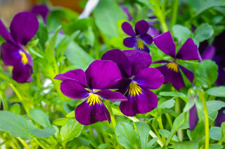 Viola cornuta <br>VIOLET 'KING HENRY'