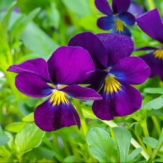 Viola cornuta <br>VIOLET 'KING HENRY'