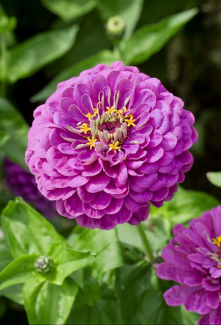 Zinnia elegans <br>ZINNIA DAHLIA-FLOWERED PURPLE PRINCE