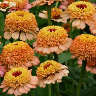 Zinnia elegans <br>ZINDERELLA PEACH ZINNIA