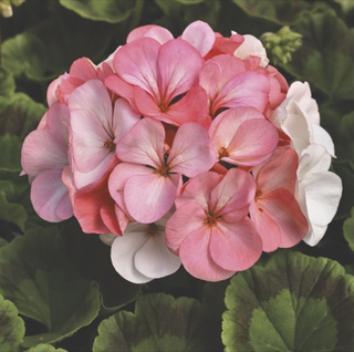 Pelargonium <br>GERANIUM PREMIUM WHITE TO ROSE
