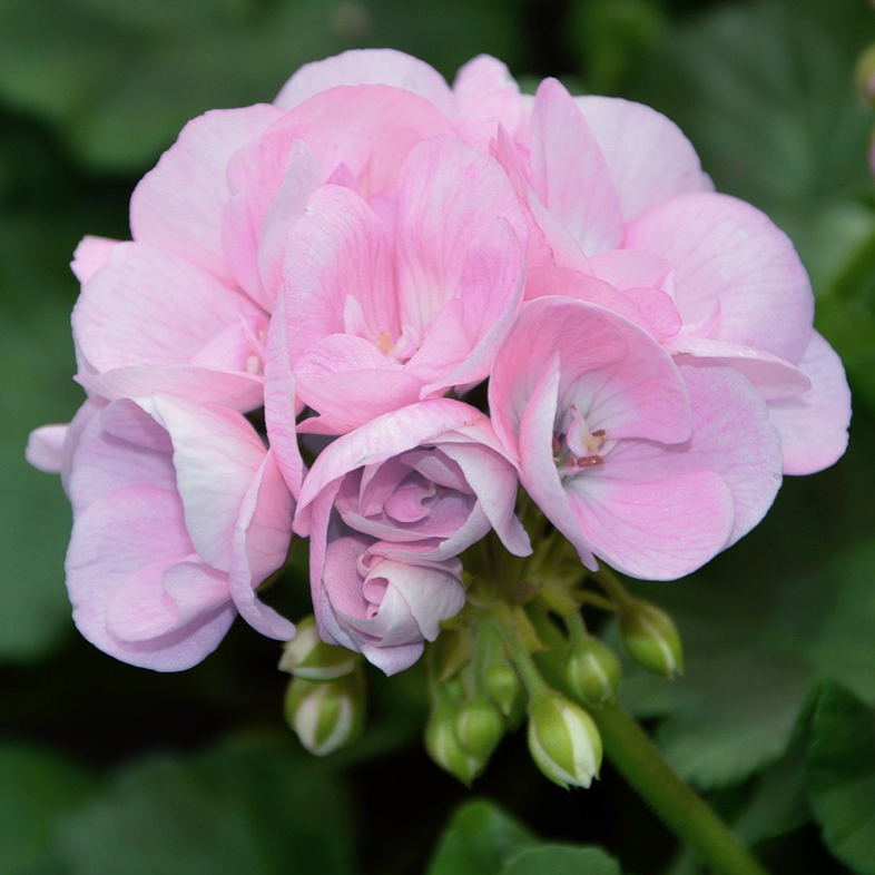quicksilver geranium seeds Pelargonium GERANIUM SILVER – Ferri Seeds