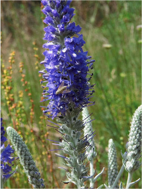 SILVER SPEEDWELL Veronica incana – Ferri Seeds
