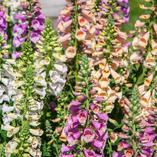 Digitalis purpurea <br>FOXGLOVE DOTTIE MIX