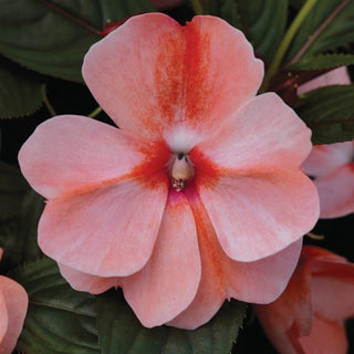 Impatiens hawkeri <br>NEW GUINEA IMPATIENS 'ORANGE SWEET'