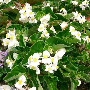 BEGONIA 'GROOVY WHITE' Boliviensis