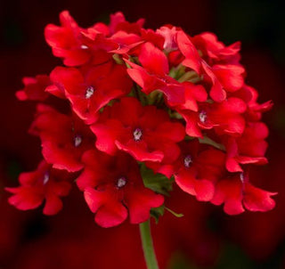 Verbena hybrida <br>TRAILING/CASCADE SCARLET OBSESSION VERBENA