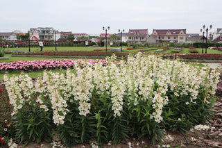Penstemon hartwegii <br>ARABESQUE APPLEBLOSSOM BEARDTONGUE