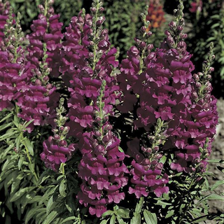Antirrhinum majus <br>SNAPDRAGON LIBERTY LAVENDER
