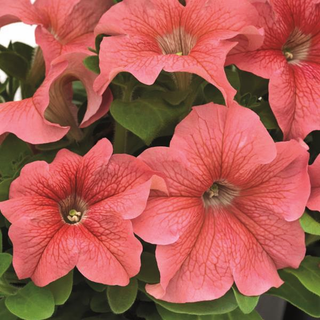 Petunia <br>PETUNIA SUCCESS SALMON