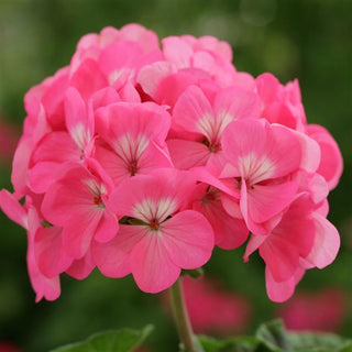 Pelargonium <br>GERANIUM HORIZON ROSE
