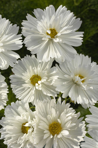 Cosmos <br>FIZZY WHITE COSMOS