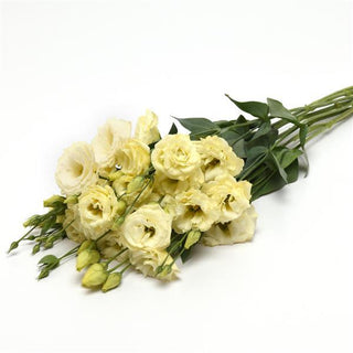 Eustoma grandiflorum <br>LISIANTHUS SOFT GOLD CREAM 3 EXTRA-TALL