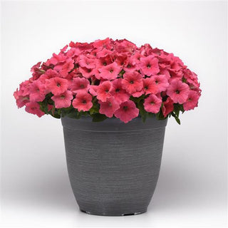 Petunia <br>PETUNIA WAVE MIX