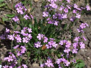 Erinus alpinus <br>ALPINE BALSAM, FAIRY FOXGLOVE