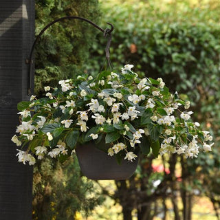 Begonia coccinea <br>BEGONIA WHITE DRAGON WING ANGEL WING
