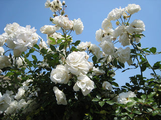 WHITE CLIMBING ROSE <br>Rosa