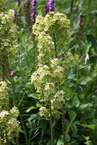 Melanthium virginicum <br>BUNCH FLOWER