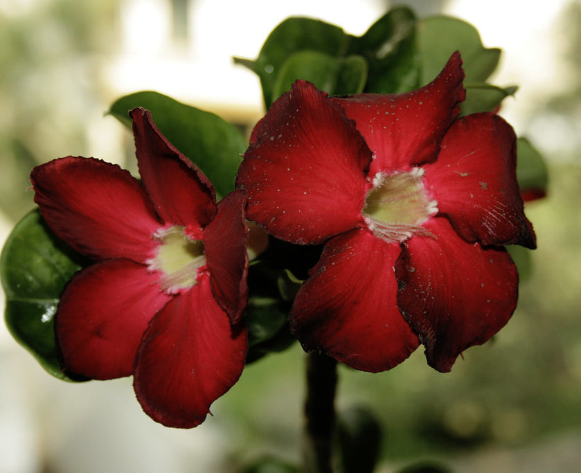 PEACH DESERT ROSE MIX Adenium obesum – Ferri Seeds